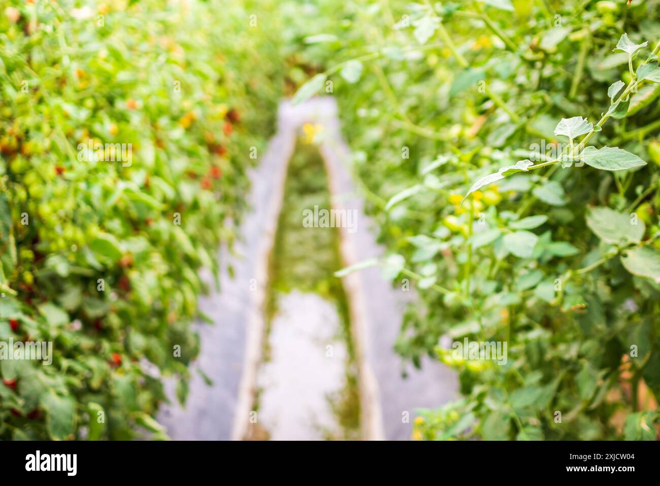 pianta di pomodoro che cresce nel giardino biologico Foto Stock