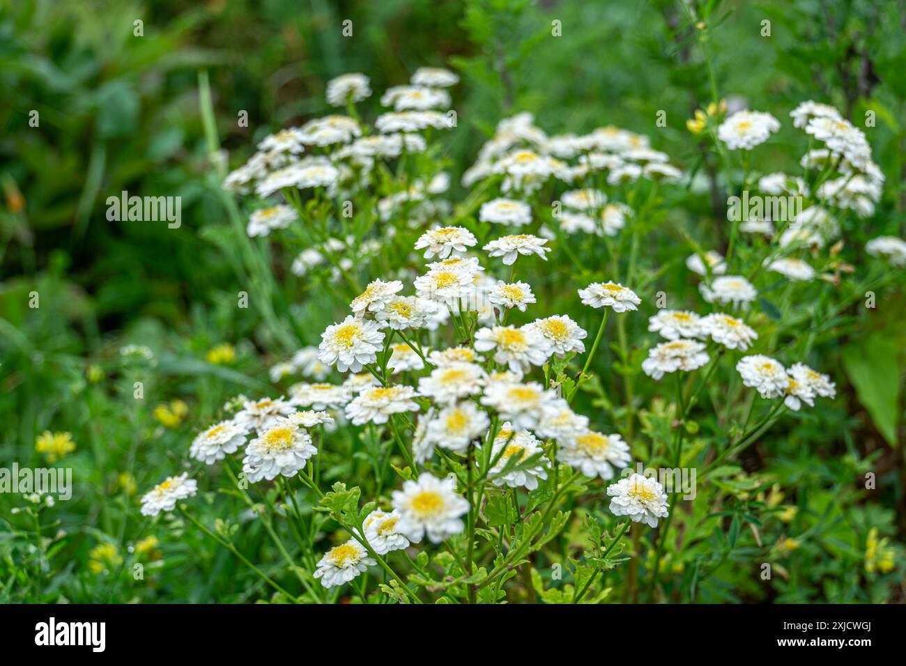 La vegetazione lussureggiante e i fiori bianchi di Pyrethrum fioriscono nel giardino. Il soffice Pyrethrum bianco fiorito con foglie verdi. Una rappresentazione perfetta Foto Stock