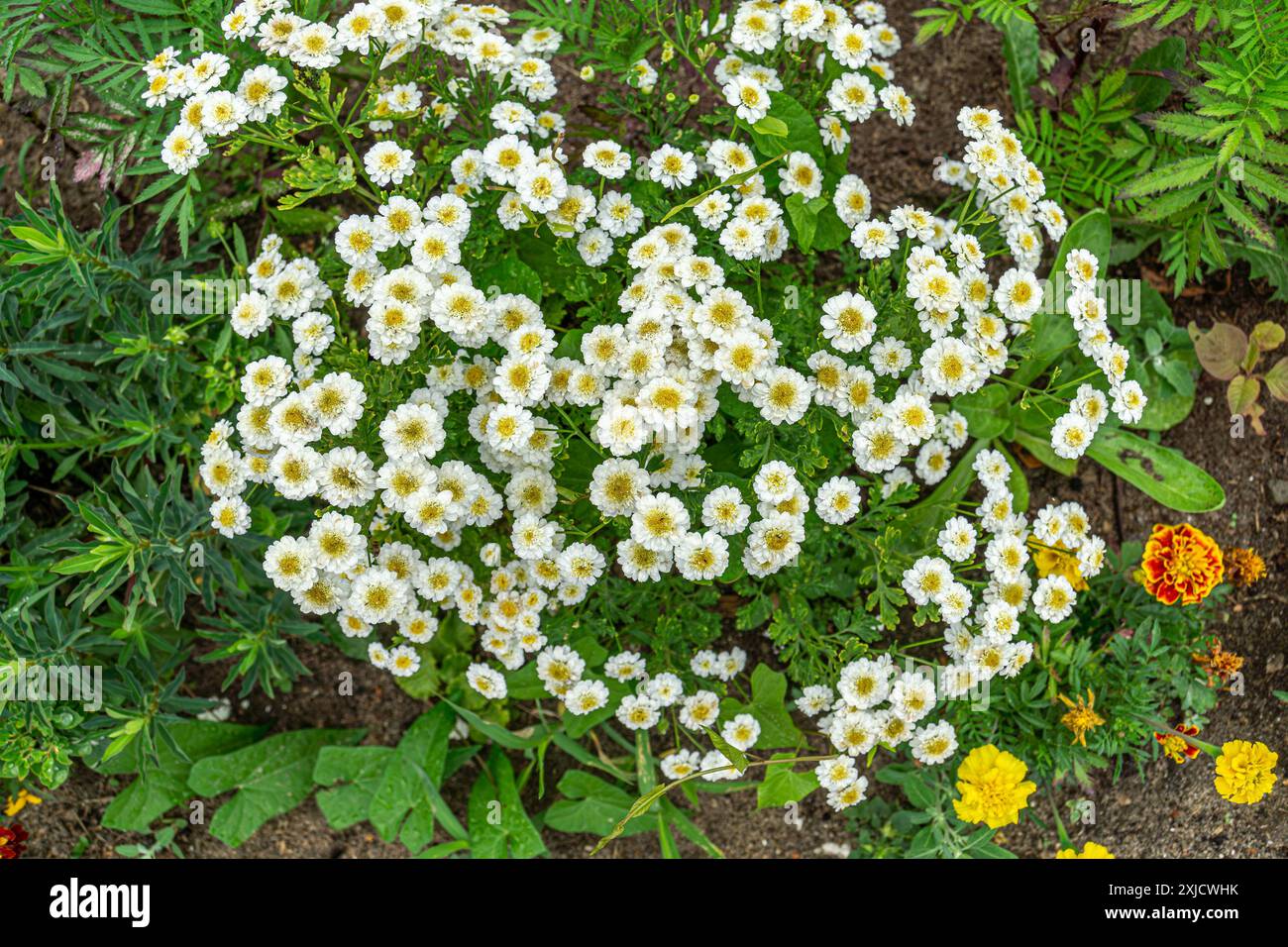 La vegetazione lussureggiante e i fiori bianchi di Pyrethrum fioriscono nel giardino. Il soffice Pyrethrum bianco fiorito con foglie verdi. Una rappresentazione perfetta Foto Stock