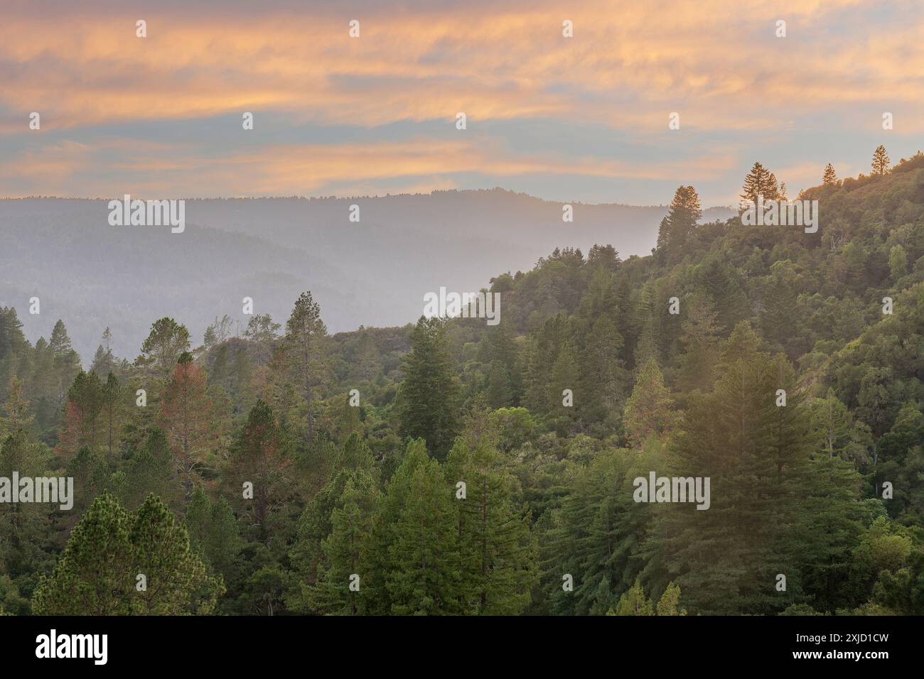 Tramonto sulle montagne di Santa Cruz attraverso il Quail Hollow Ranch County Park. Foto Stock