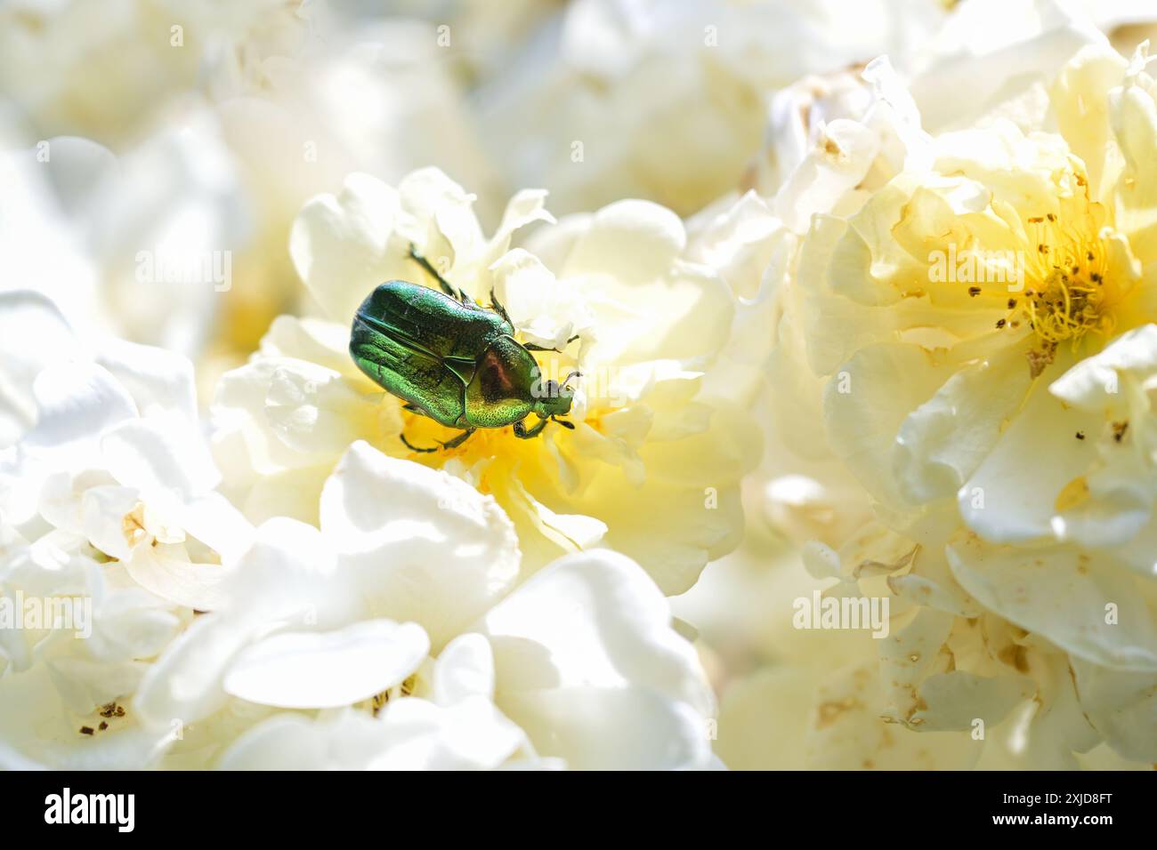 Chafer di rosa verde (Cetonia aurata) mangiando polline e delicati petali in fiore di rosa bianca, in Germania questo coleottero è una specie protetta, copia spac Foto Stock