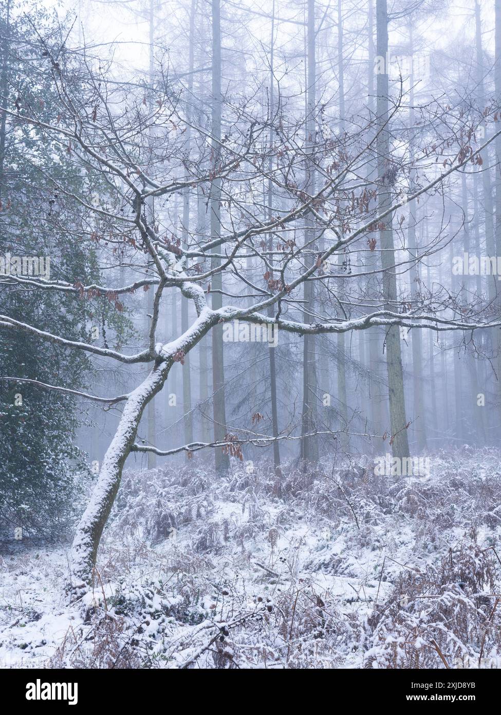 Bosco misto a Mortimer Forest, Ludlow, Shropshire, Regno Unito Foto Stock