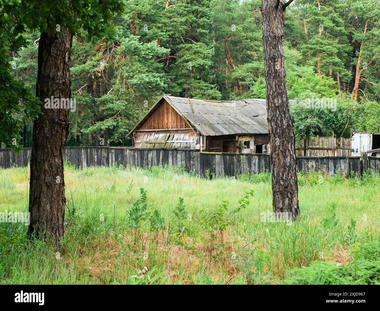 Vecchio fienile rurale dietro una recinzione di legno in una pineta. Foto Stock