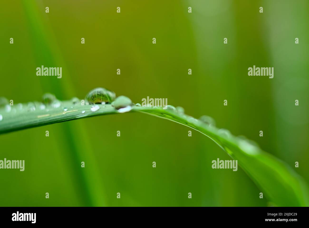 Foto macro di goccioline d'acqua su una lama d'erba che riflette il verde circostante, evidenziando la delicata bellezza della natura. Foto Stock