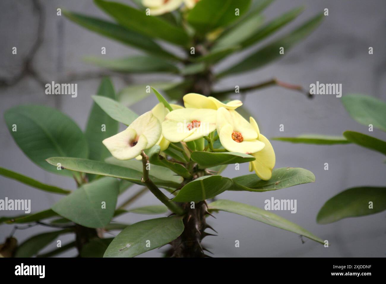 Corona gialla di spine (Euphorbia milii var. Splendori) in fiore : (Pix Sanjiv Shukla) Foto Stock