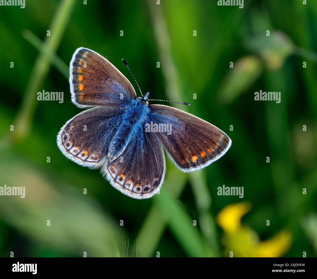 Comune femmina blu, forma blu. Molesey Reservoirs Nature Reserve, West Molesey, Surrey, Inghilterra. Foto Stock