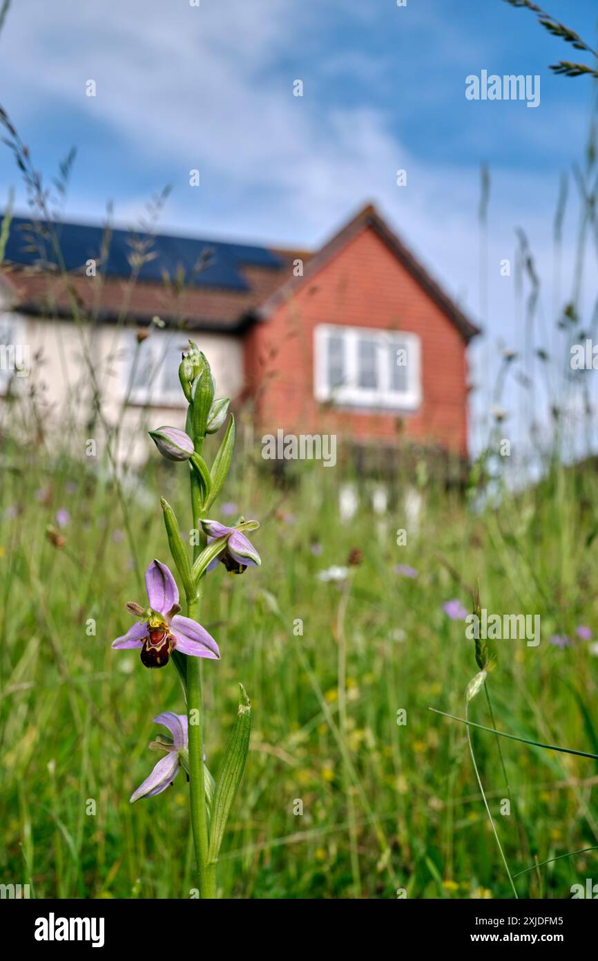 Bee fiori di orchidea. Hurst Prati, West Molesey Surrey, Inghilterra. Foto Stock