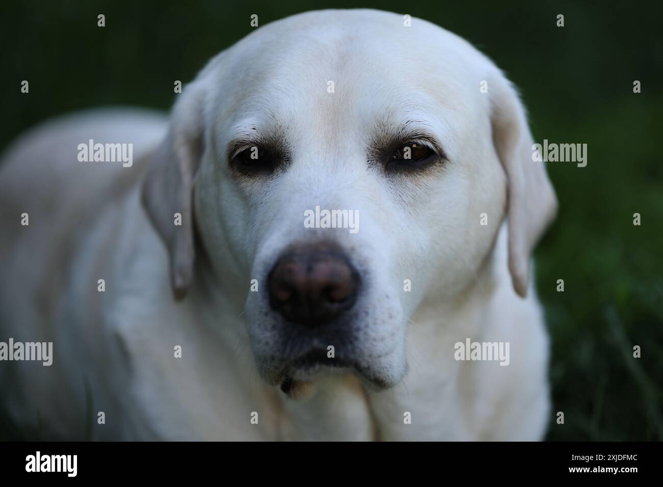 Grazioso labrador bianco sull'erba nel giardino estivo Foto Stock