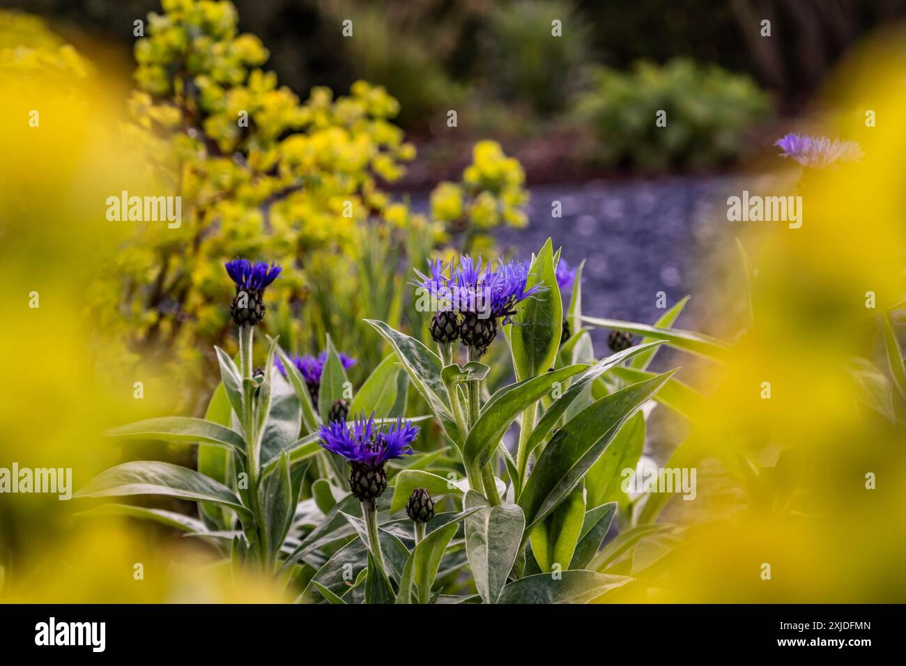 Centaurea ed Euphorbia Foto Stock