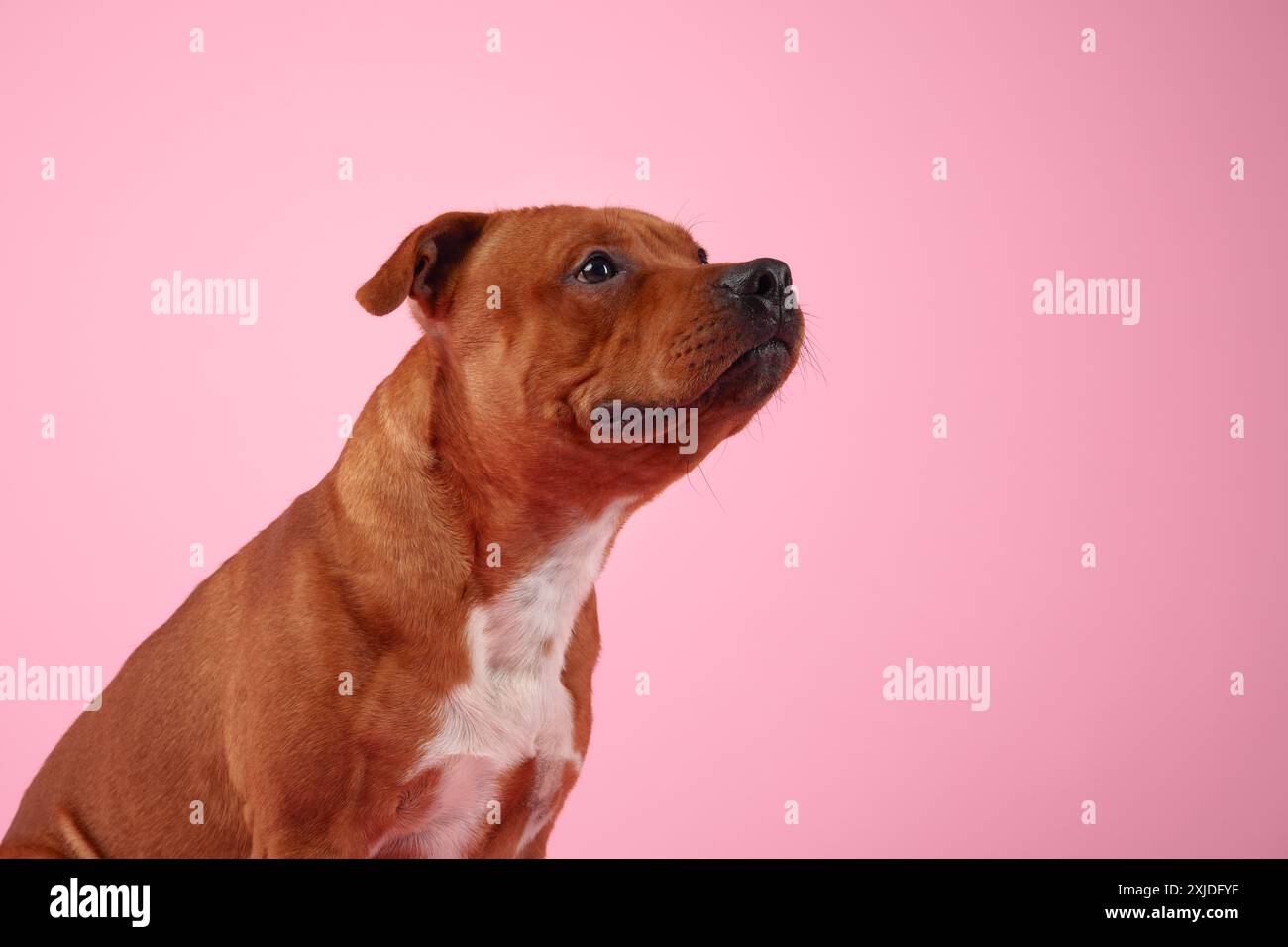 Un curioso Staffordshire Bull Terrier guarda verso l'alto, su uno sfondo rosa tenue, incarnando un'aria di delicata contemplazione e attenzione Foto Stock