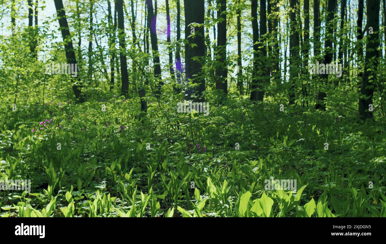 Inclinare verso il basso. Lily della Valley Spring parte. Primo piano di Convallaria Majalis. Foglie piccole e lame verdi giovani. Fragile Little Lilies of the Valley BL Foto Stock