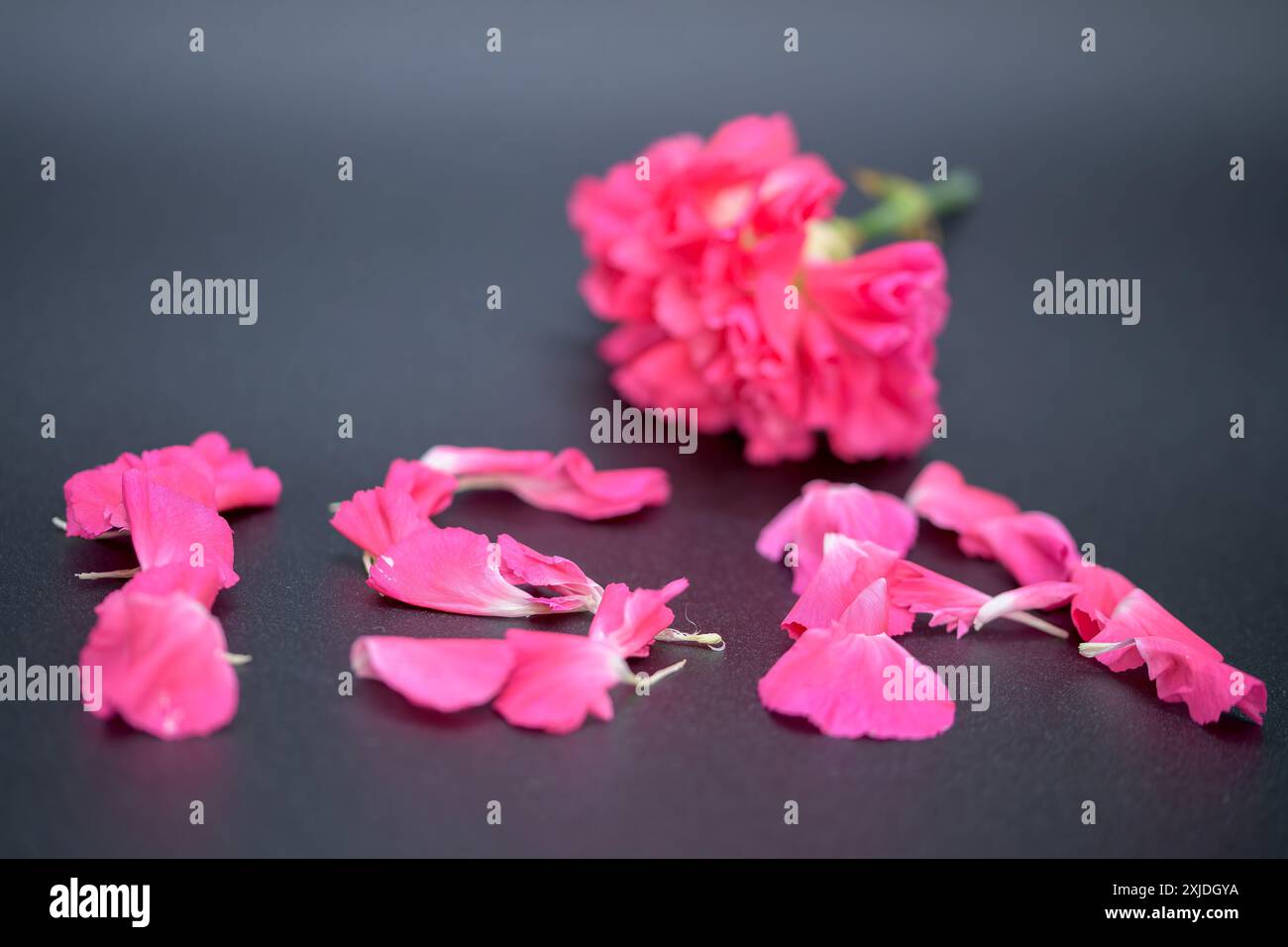 ISA, i S A , in petali rosa con un fiore conto di risparmio individuale, investimenti, nuovo esercizio finanziario, risparmi esenti da tasse Foto Stock