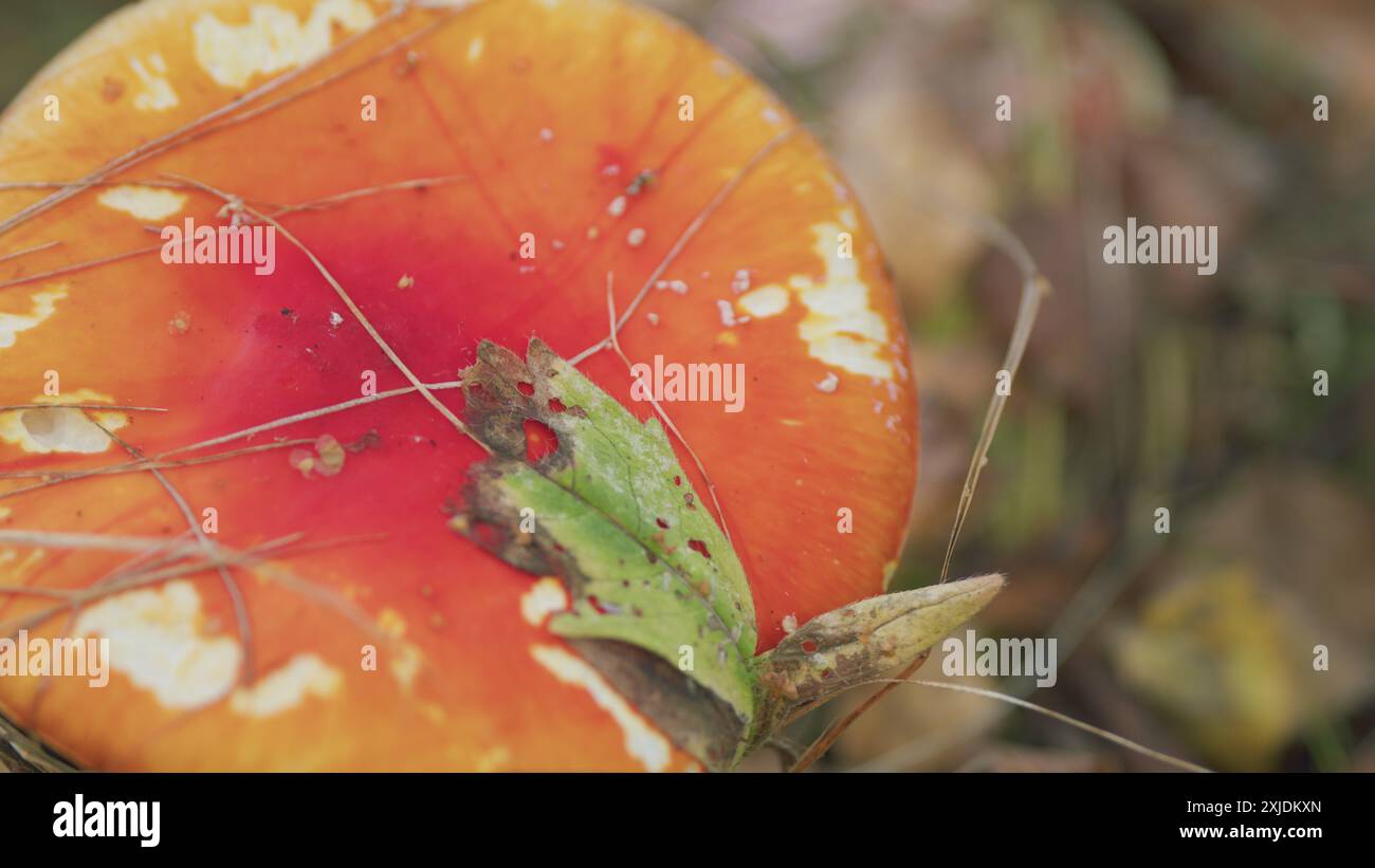 Temporizzazione. Morbide nuvole cirrus fluttuanti. Bellissimo cielo azzurro e soleggiato con un bianco moscoso. Foto Stock