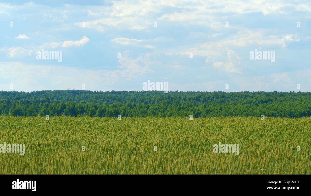 Al rallentatore. Spikelets di grano verde giallo con oscillazione del grano nel vento. Concetto di agricoltura. Coltivare cibo. Foto Stock