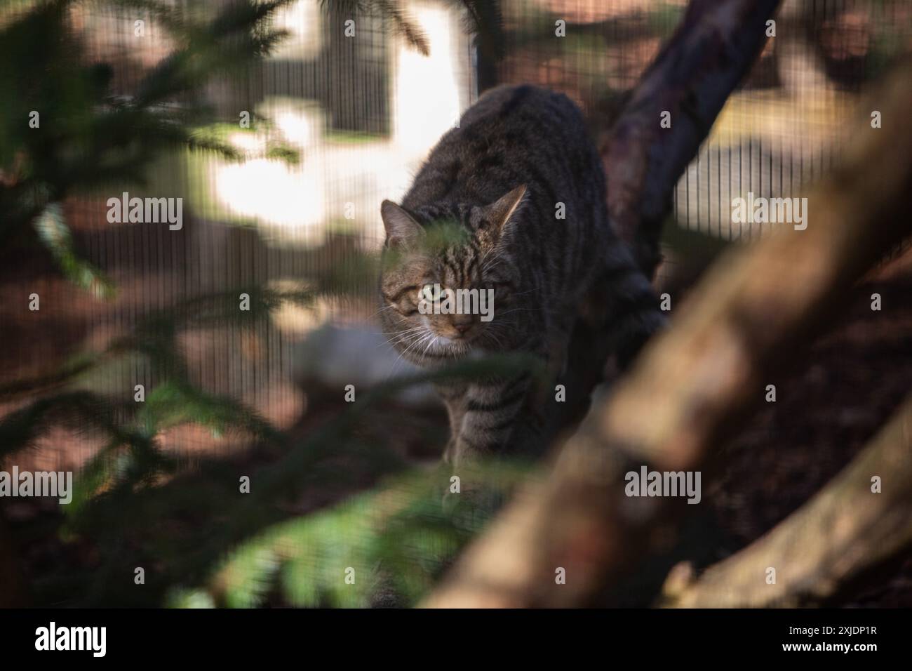 Wildcats all'Highland Wildlife Park, a Kingussie, in Scozia, l'11 ottobre 2023. I gatti sono in mostra nel parco e allevati in cattività al parco per il rilascio nel Parco Nazionale di Cairngorms. Foto Stock