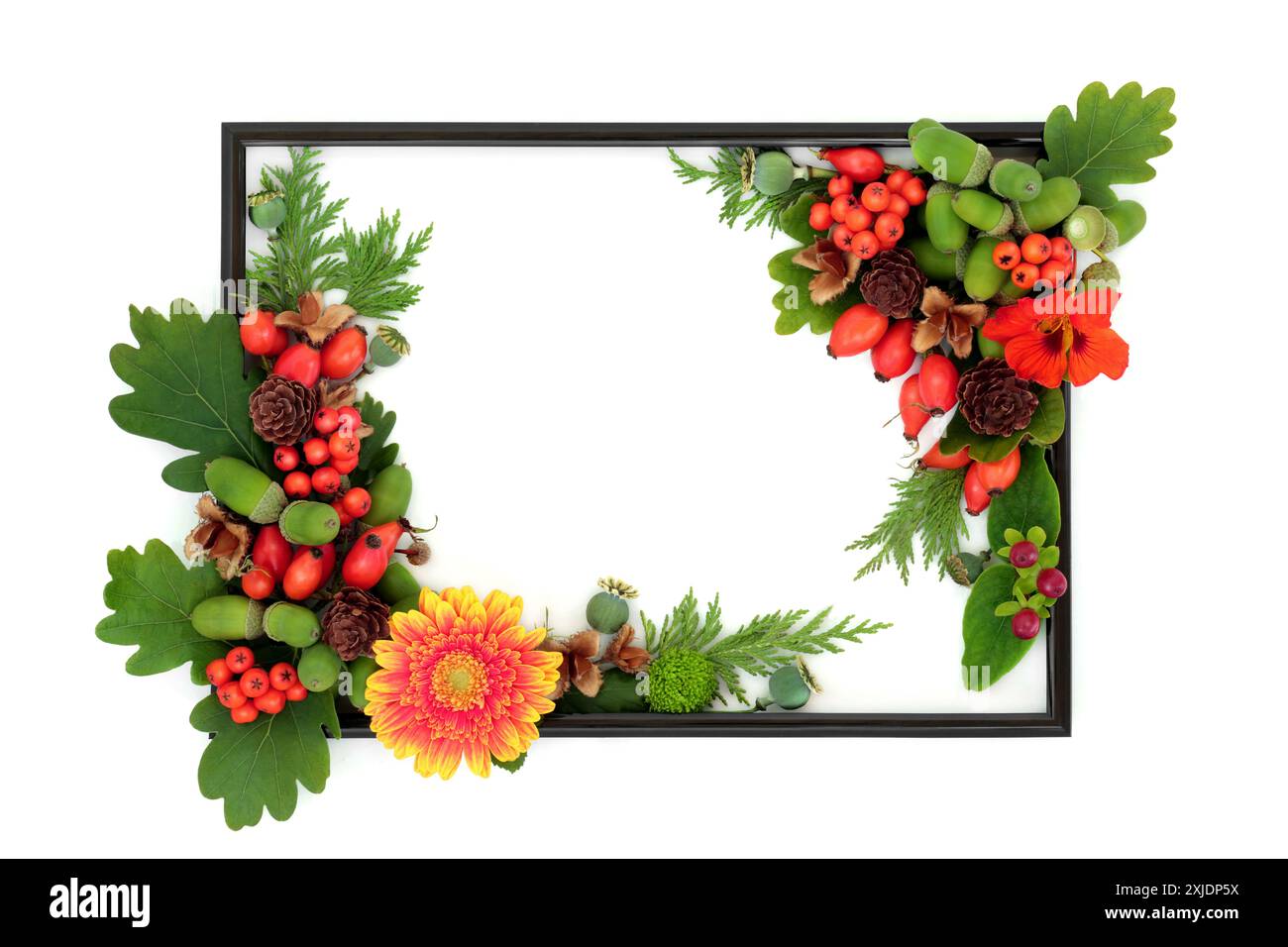 Festa del raccolto autunnale confine naturale. Design vivace e colorato su bianco, cornice nera, frutti di bosco, noci, foglie, semi, fiori. Foto Stock