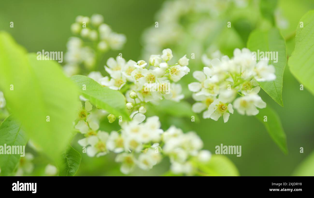 Al rallentatore. Prunus padus o noto come ciliegio degli uccelli. Ciliegia di uccello in fiore. Pianta da fiore nella famiglia delle rose rosaceae. Foto Stock