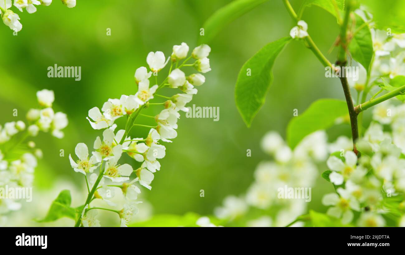 Al rallentatore. Fiori bianchi su rami verdi. Prunus padus, fiori bianchi pendolari e spalmabili in racemi di ciliegio europeo. Foto Stock