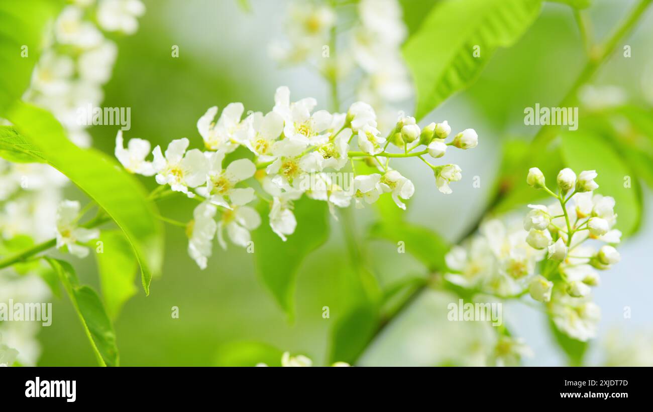 Al rallentatore. Rami di ciliegi di uccelli in fiore. Uccello ciliegio in fiore. Fioritura di massa. Foto Stock