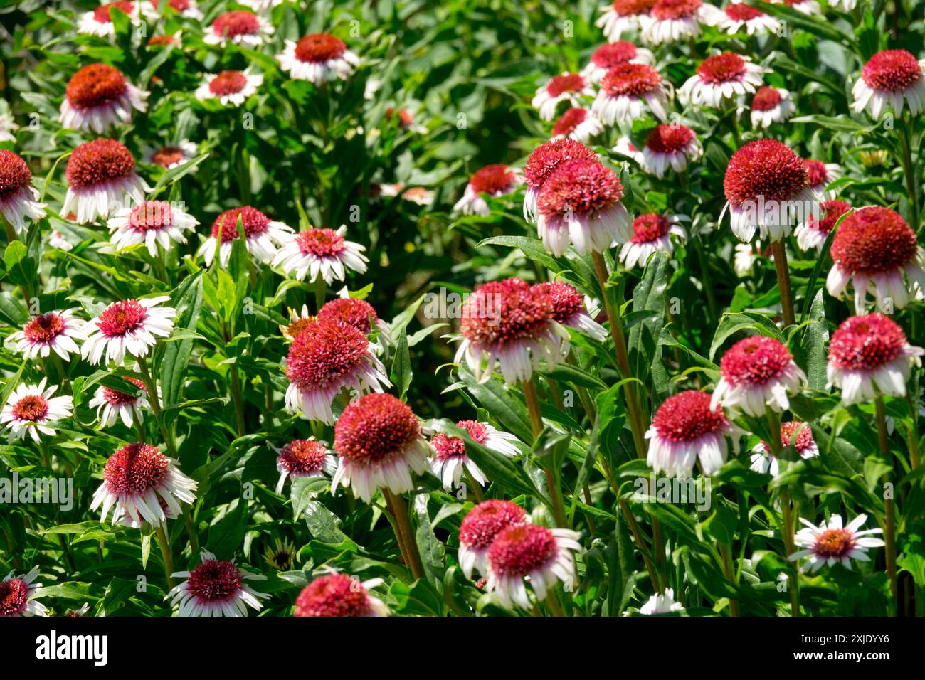 Teste di pompino Echinacea "fragole e crema" Foto Stock