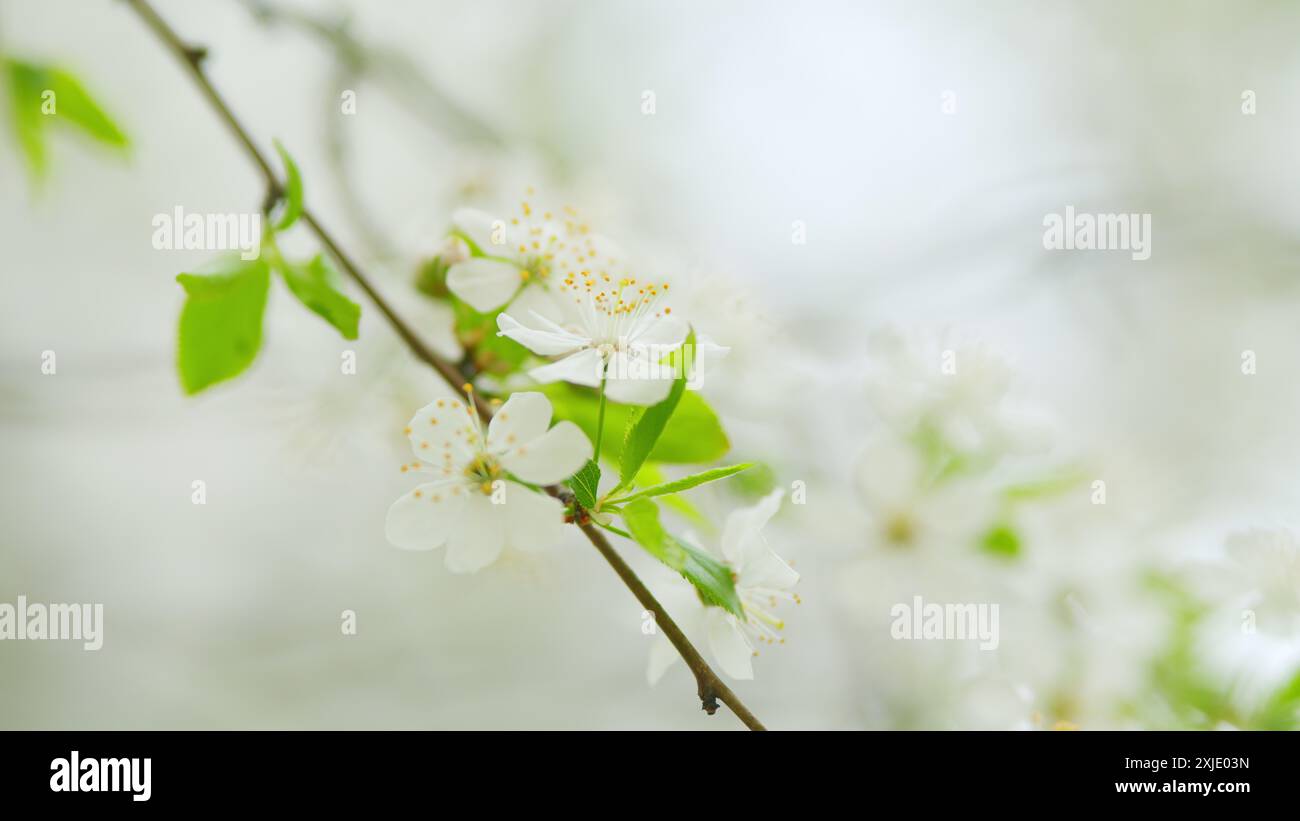 Al rallentatore. Ciliegi in fiore, prugne. Melo in fiore. Foto Stock