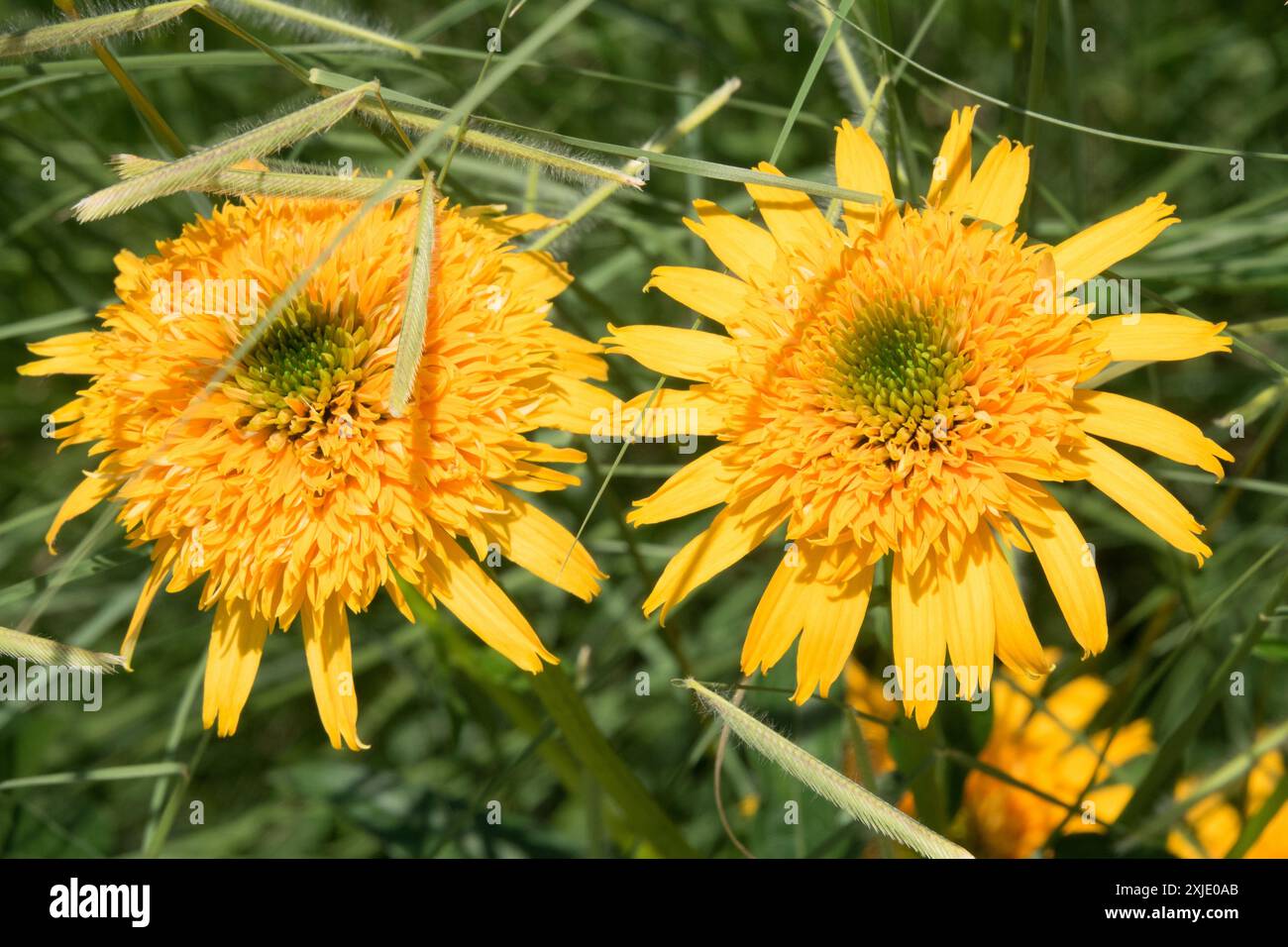 Echinacea purpurea "Secret Glow" Echinaceas giallo due fiori Coneflowers Foto Stock
