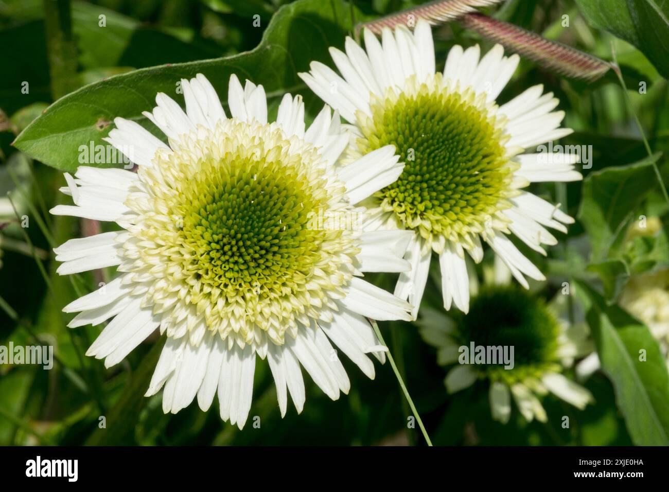 White Echinacea "Delicious Nougat" fiori bianchi coni centrali verdi nome Cultivar "Noecthree" Foto Stock