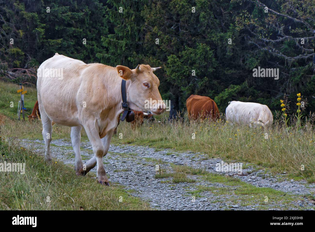 SAINT-MURY, FRANCIA, 16 luglio 2024: Una mandria di mucche nei prati delle pendici della catena montuosa di Belledonne Foto Stock