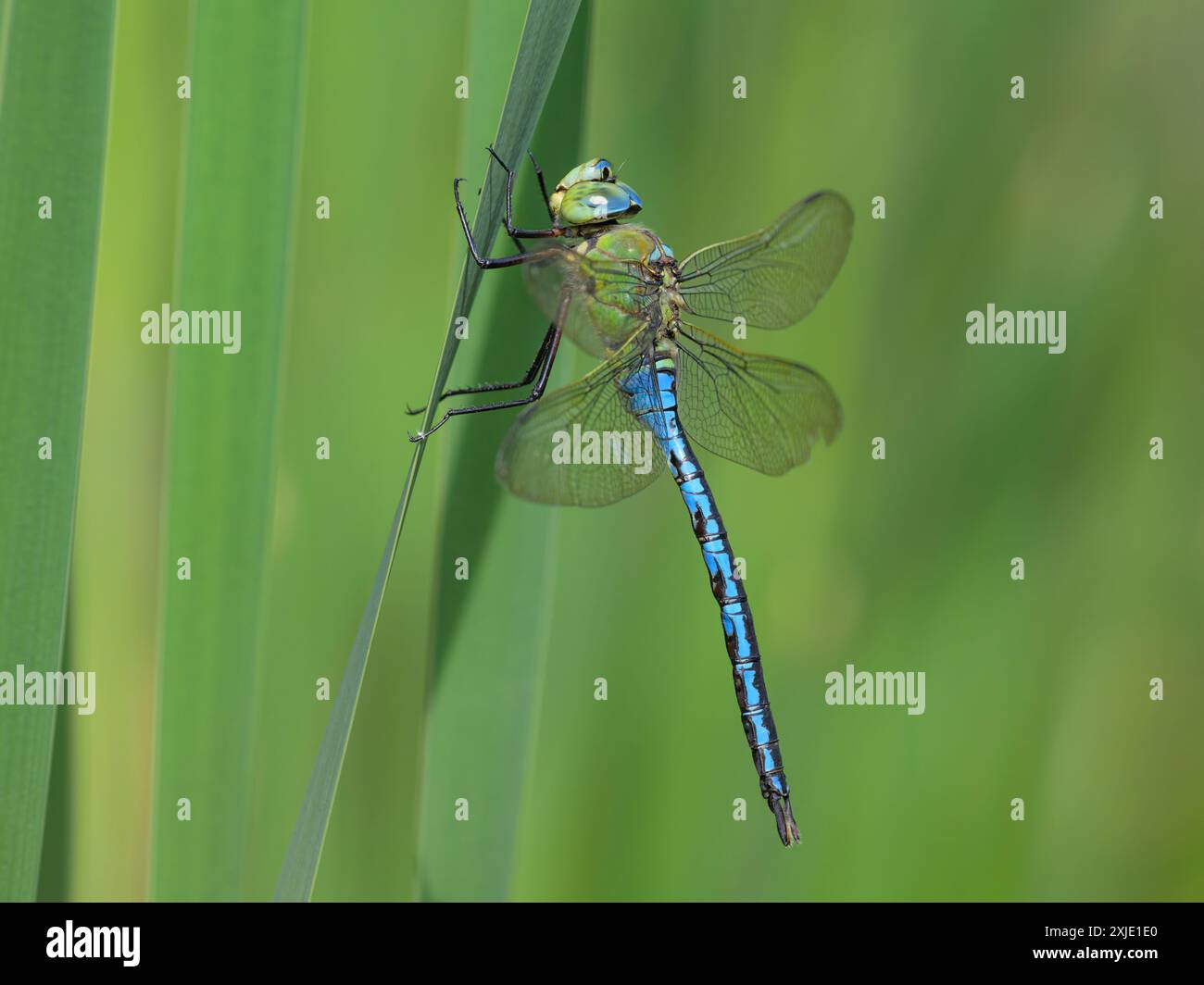 Una libellula imperatore (Anax imperator) che riposa su una pianta, giornata di sole in primavera, Vienna (Austria) Foto Stock