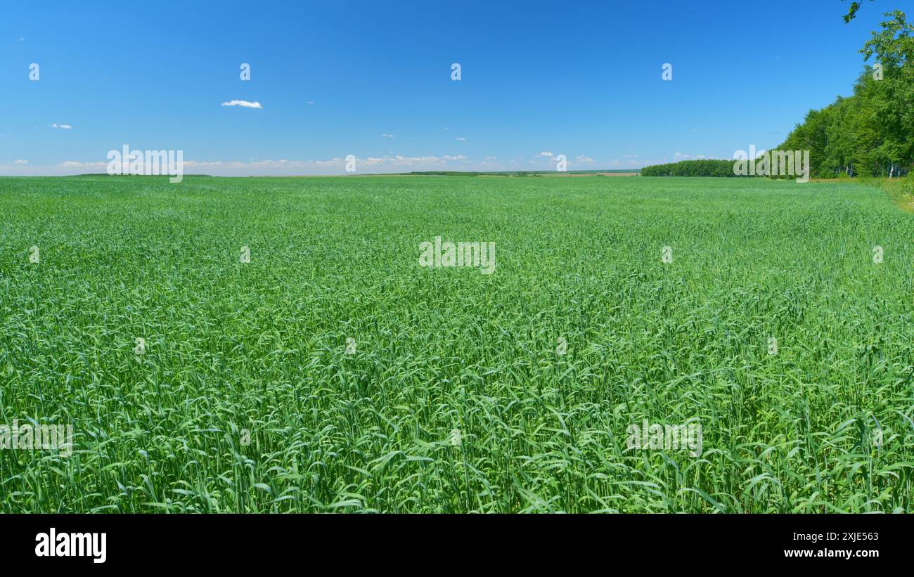 Colpo largo. Coltivare cibo biologico. Onde verdi del campo di grano mosse dalla natura del vento estivo. Foto Stock