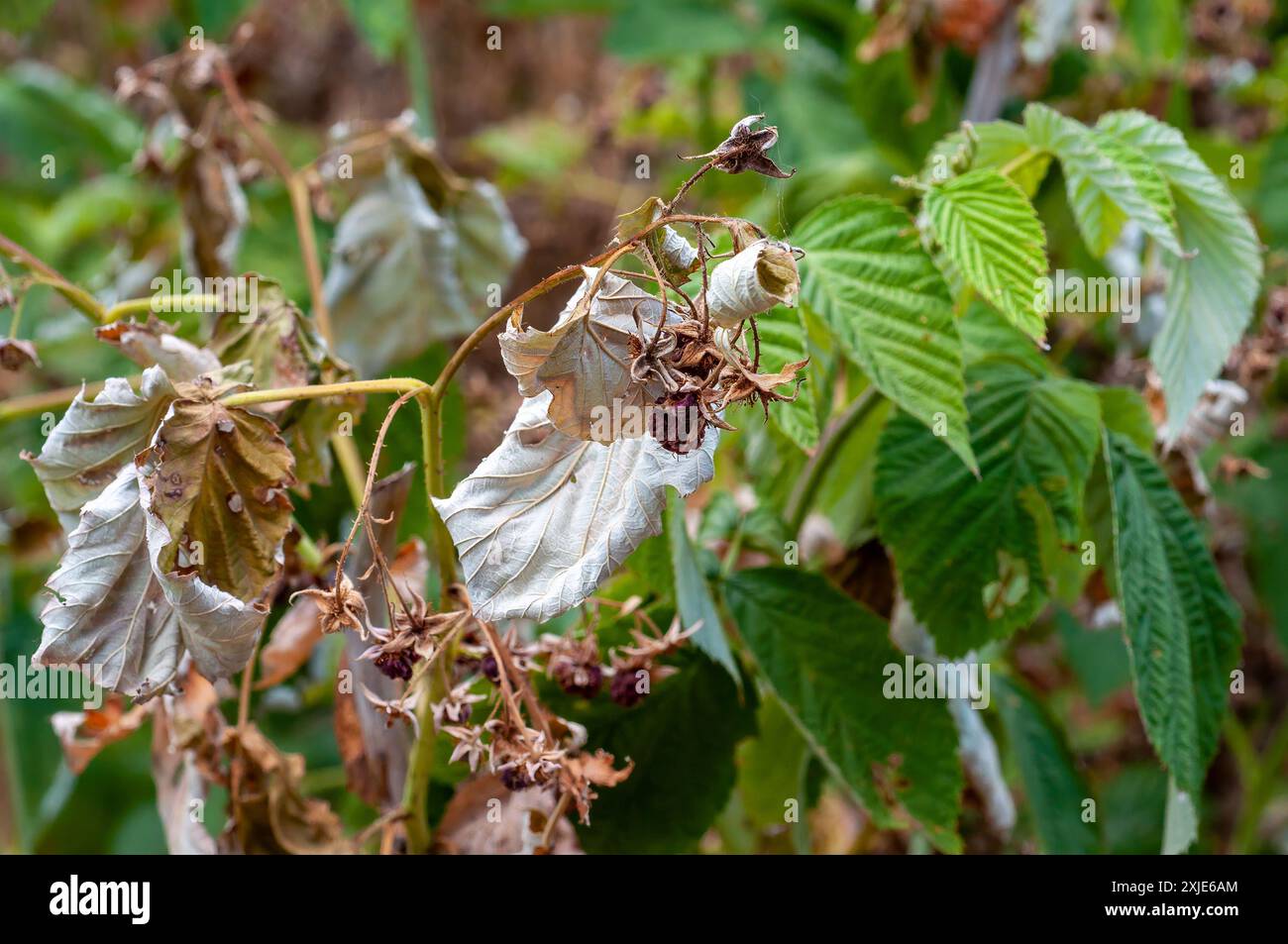 Cespugli di lampone con foglie secche a causa del calore e della siccità. Foto Stock