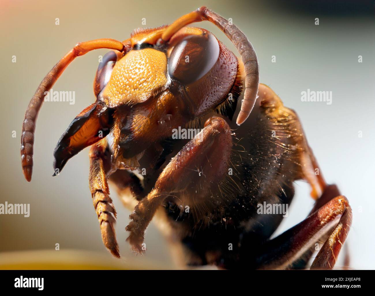 Primo piano terrore: Dettagli di un calabrone asiatico in Macro Photography. Foto macro di un calabrone. Foto Stock