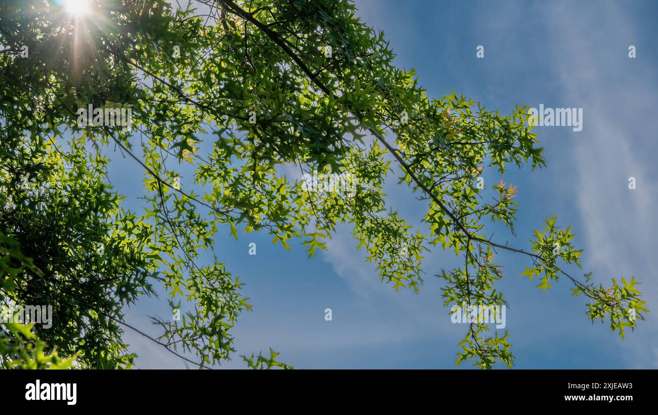 Il sole sole sole sulle foglie degli alberi. Estate in città. Tempo soleggiato. Foglie verdi contro il cielo blu. Foto Stock