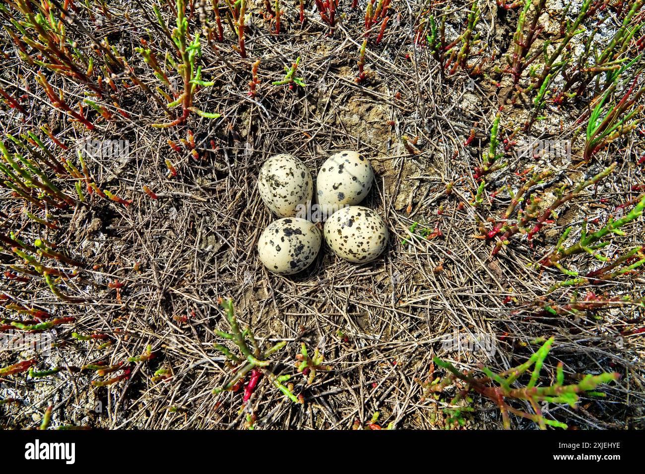 Il nido di Avocet (Recurvirostra avosetta) è costituito da lame di erba alcalina, di colore chiaro. Steppa salata secca con Salsola, isola piatta. Laguna sul mare Foto Stock