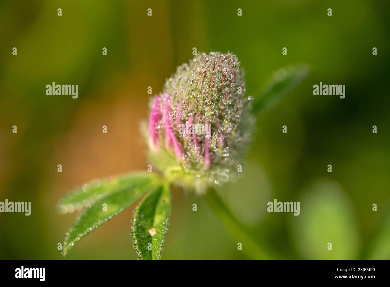 Dettagli macro di un grazioso fiore rosa con gocce di rugiada sulle foglie e sui petali con luce mattutina e sfondo sfocato Foto Stock