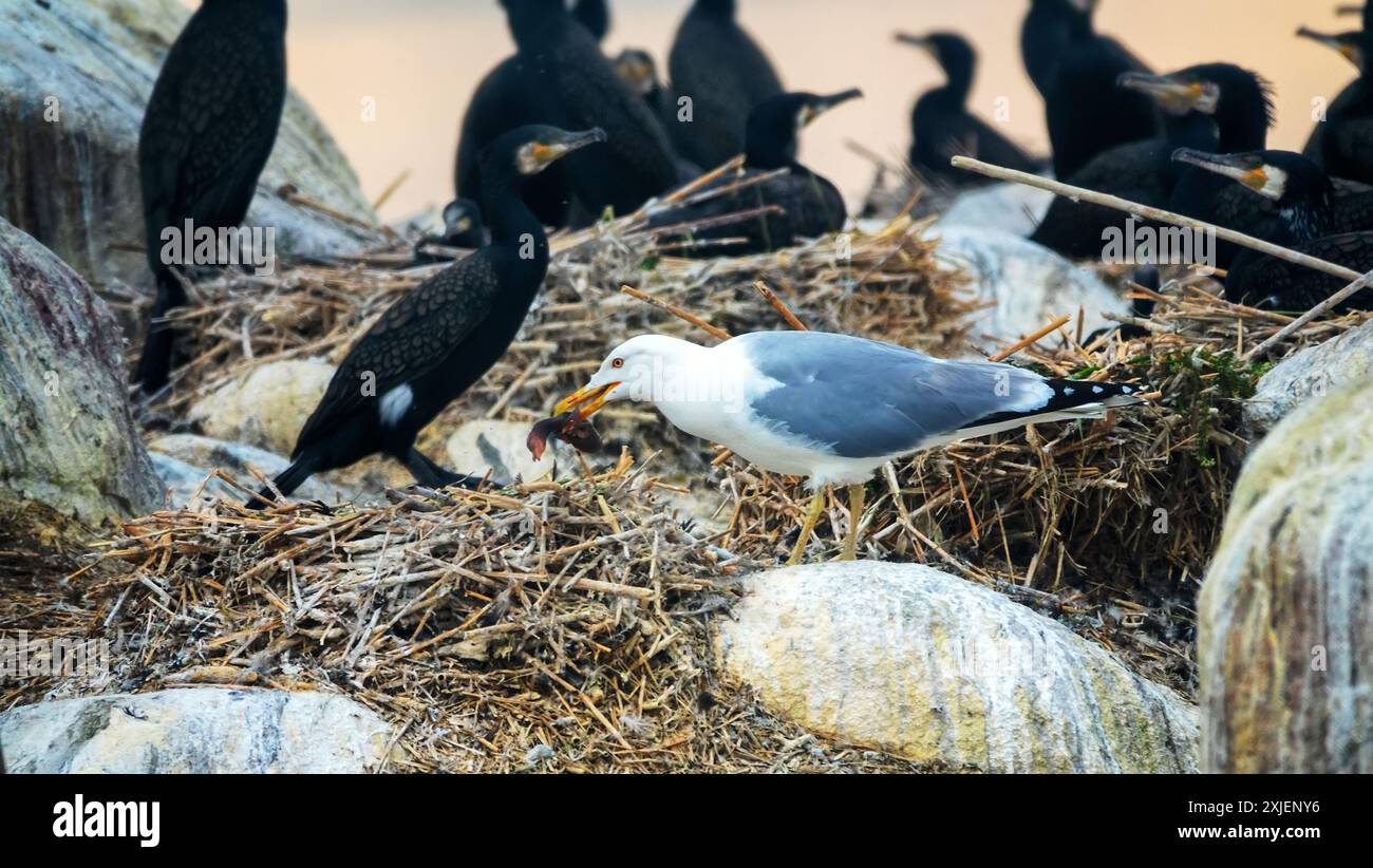 Predazione, mangiare pulcini piccoli. Colonia di cormorani (Phalacrocorax carbo sinensis) sull'isola baltica. I gabbiani delle aringhe (Larus argentatus) nidificano nelle vicinanze e. Foto Stock