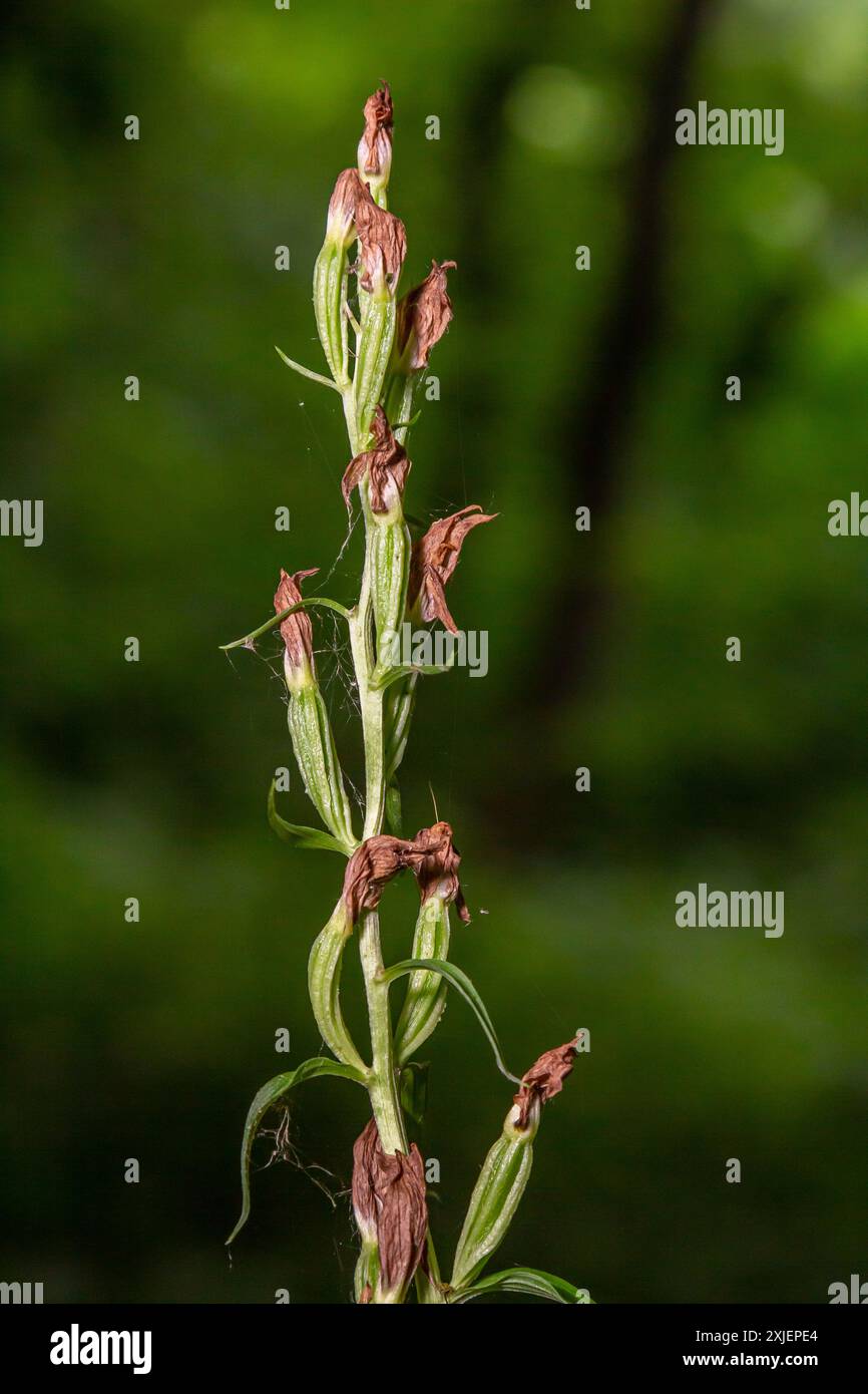 La Cephalanthera longifolia, l'elleborina a foglia stretta, l'elleborina a foglia di spada o l'elleborina a foglia lunga, è una pianta erbacea perenne rizomatosa Foto Stock