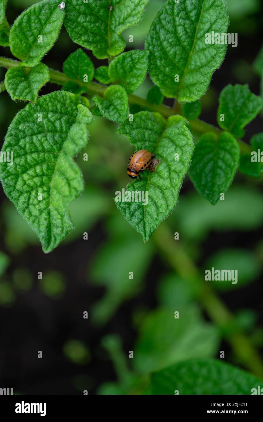 Larva di coleottero di patate del Colorado che mangia una foglia verde su un cespuglio di patate. Parassiti agricoli, insetti. Foto verticale. Foto Stock