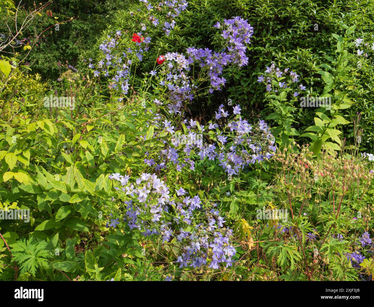 Fiori di Blue dummer del robusto fiore lattiginoso perenne Campanula lactiflora "Pritchard's Variety" Foto Stock