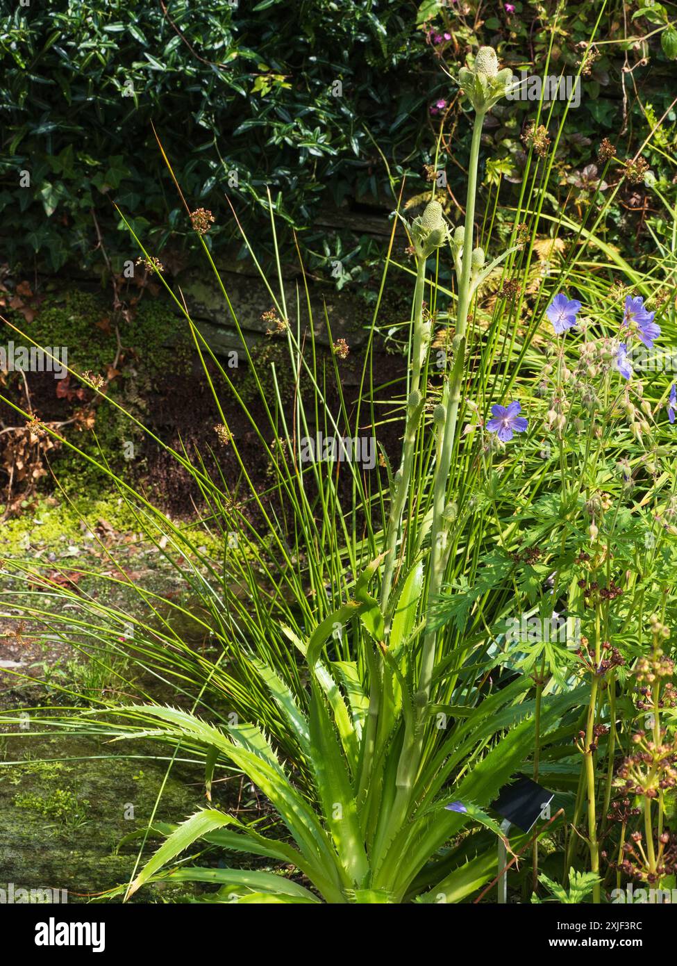 Le punte di fiori spighe dell'arduo agrifoglio marino perenne, Eryngium agavifolium, si stagliano sopra la rosetta basale Foto Stock