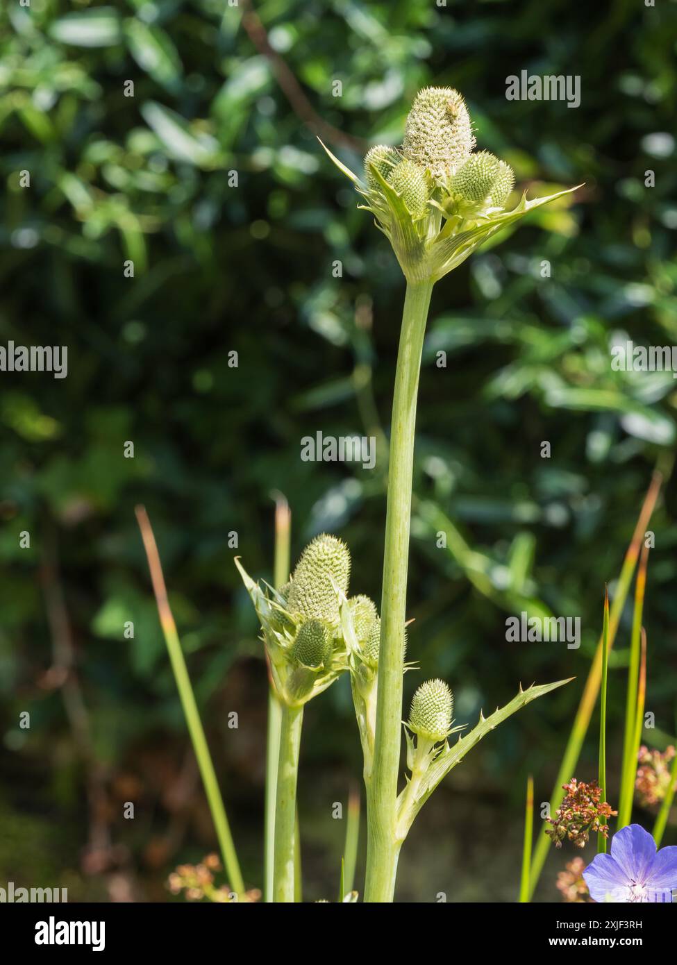 Teste di fiori spioventi dell'arduo agrifoglio marino perenne, Eryngium agavifolium Foto Stock