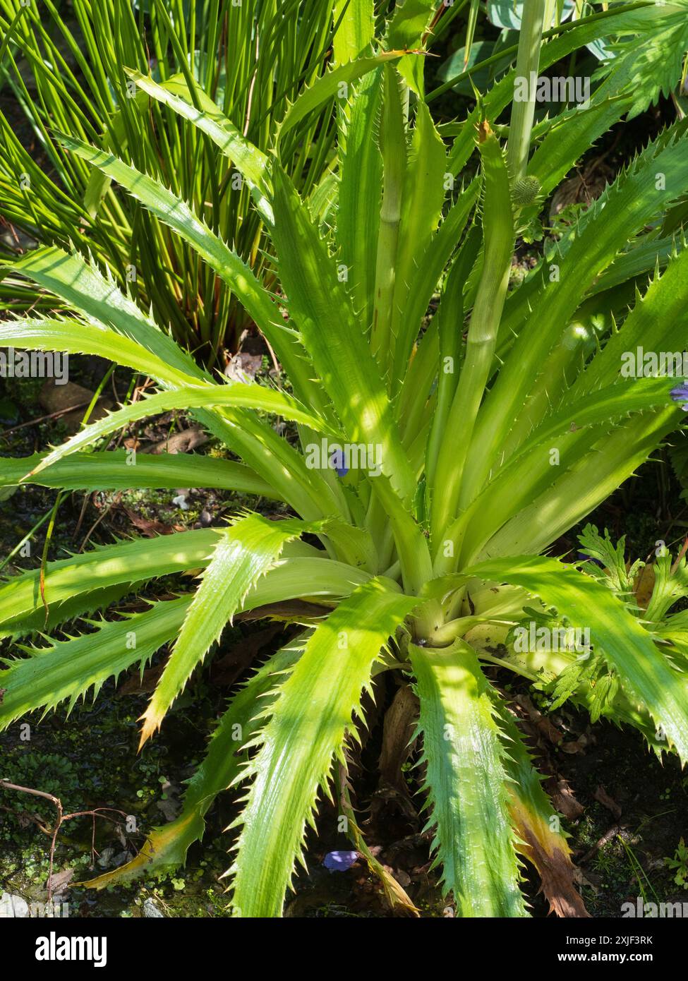 Rosetta spigliata di fogliame fasale dell'argilla perenne del mare, Eryngium agavifolium Foto Stock