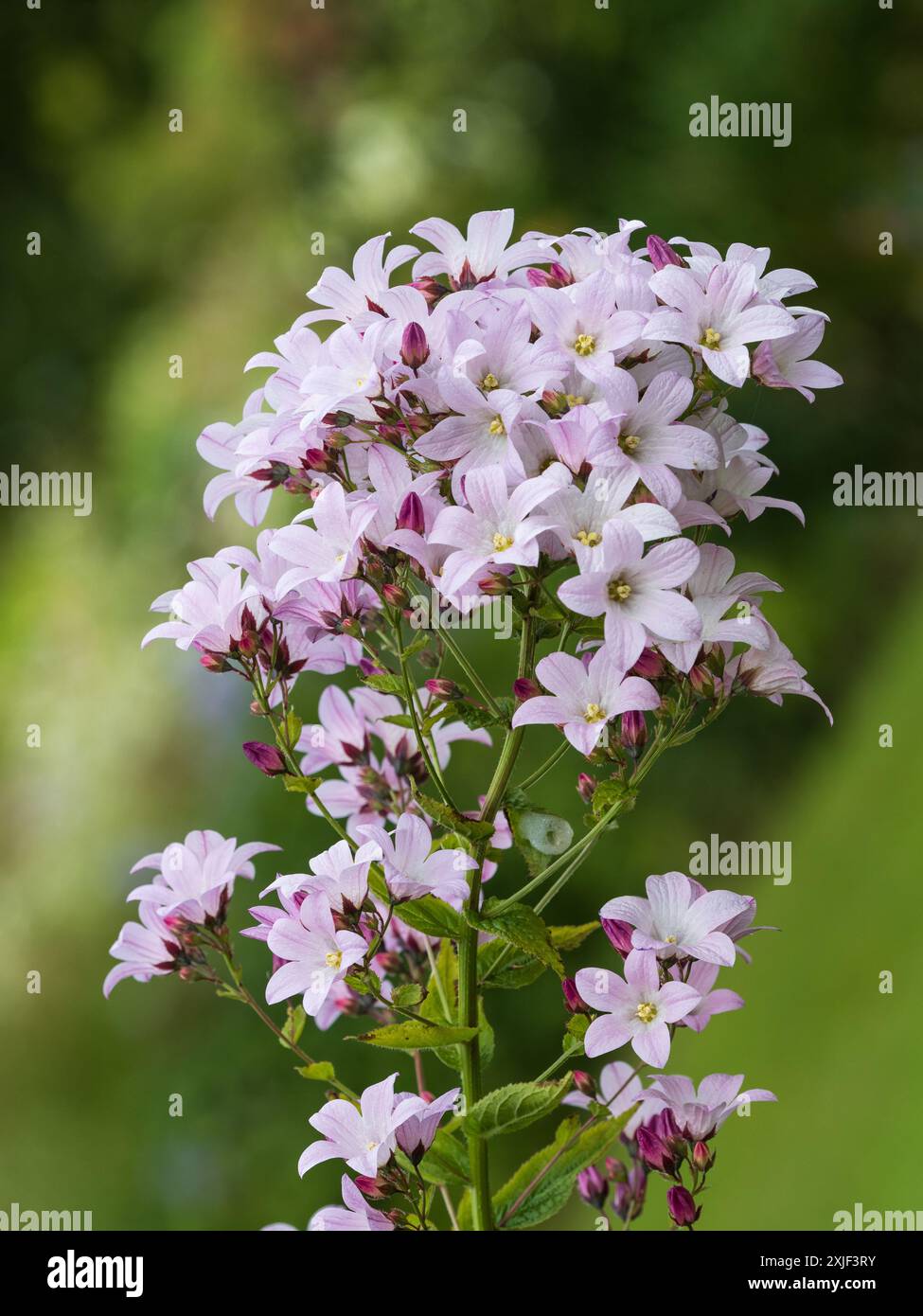 Fioriture estive rosa pallido del fioriere lattiginoso, Campanula lactiflora "Loddon Anna" Foto Stock