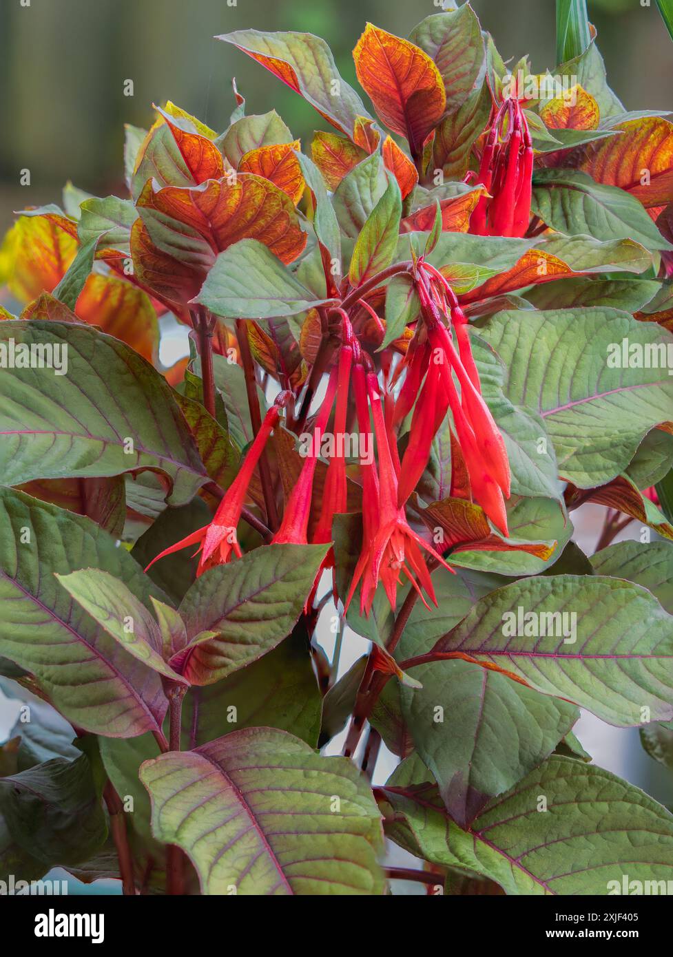 Fiori tubulari di mandorla rossa dell'arbusto tenero triphylla fucsia, Fuchsia "Thalia" Foto Stock
