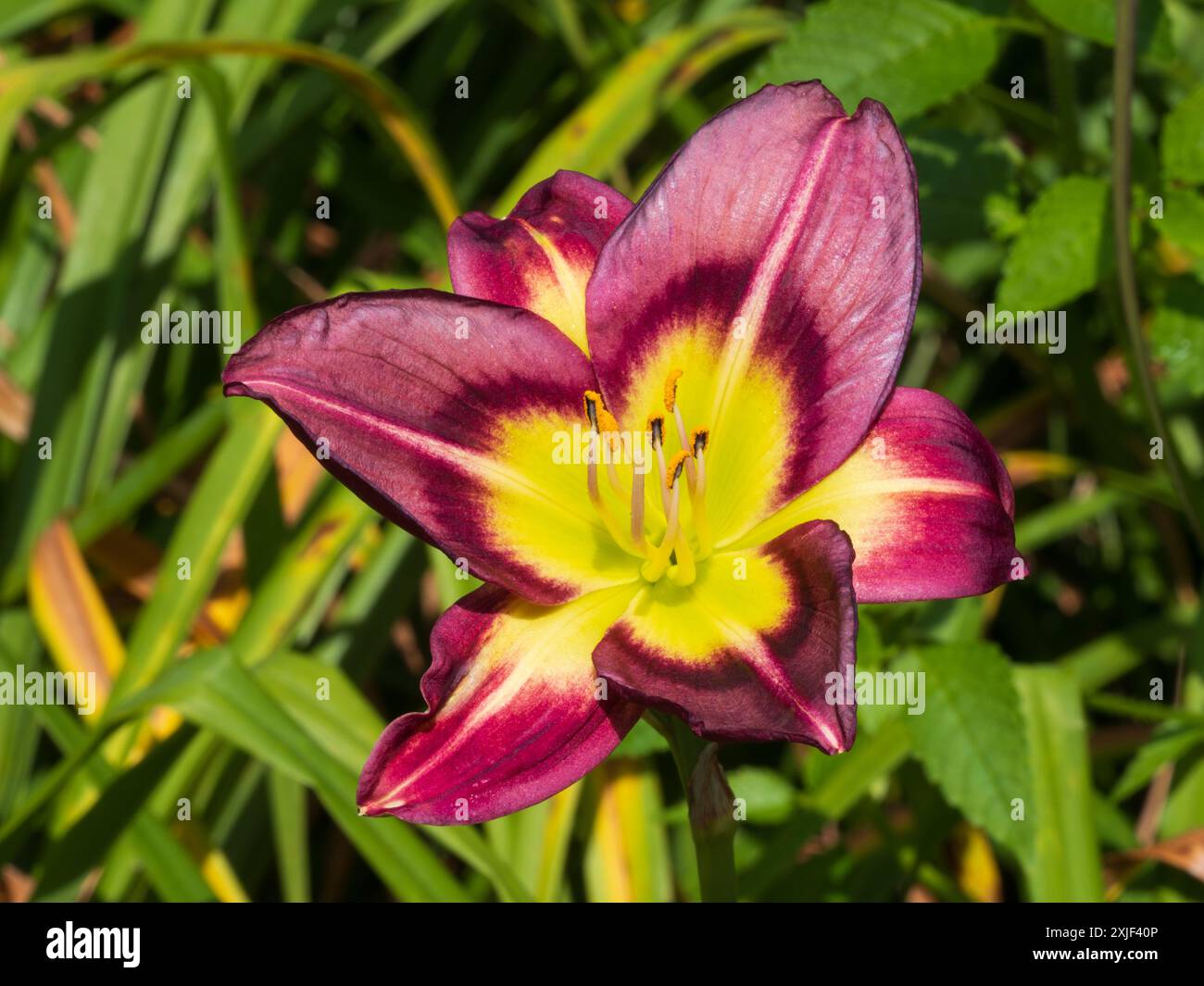 Fiore estivo di labirinto, perenne, giglio diurno viola con gola gialla, faro notturno Hemerocallis Foto Stock