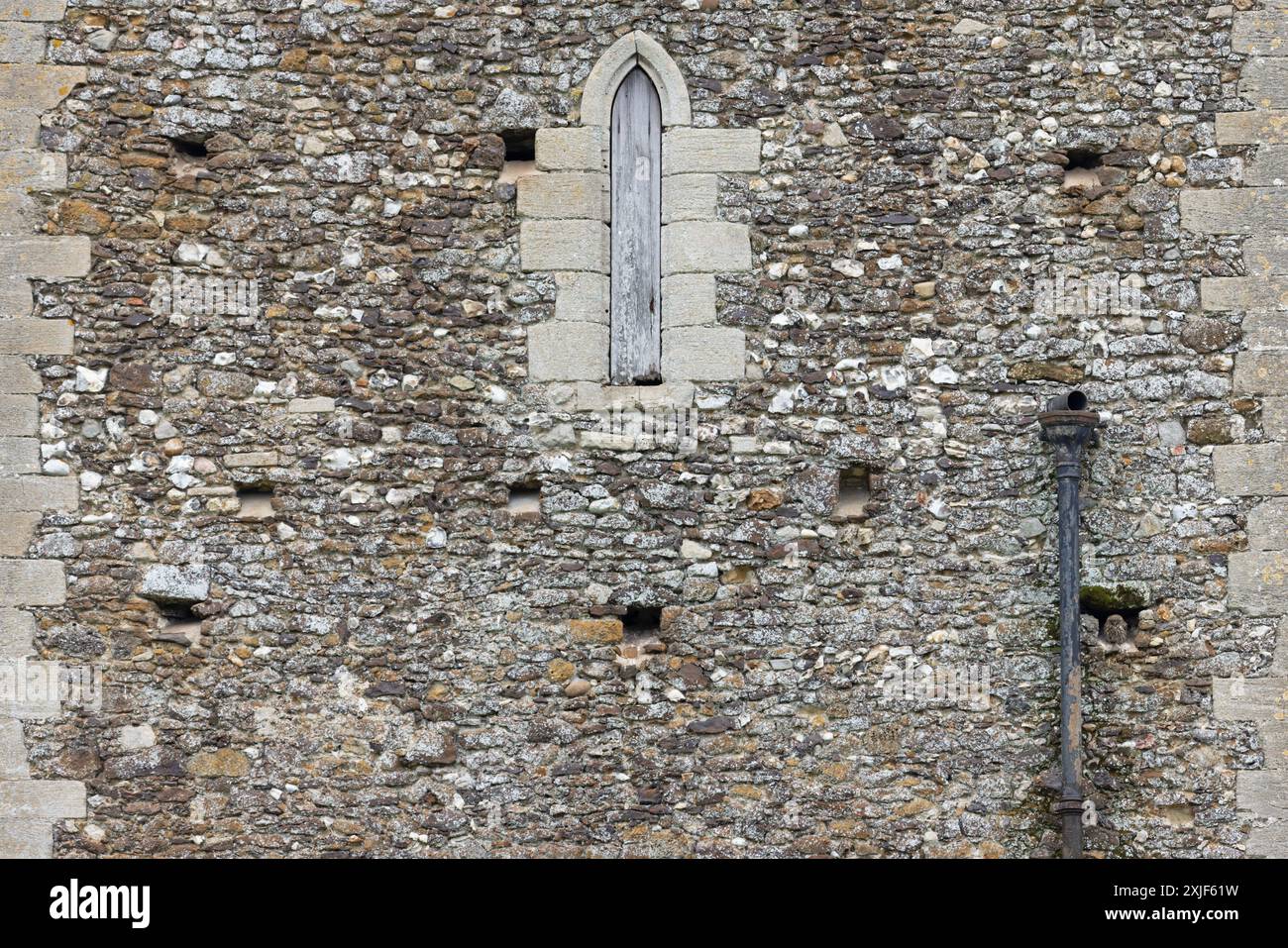 Little Owl (Athene noctua) all'ingresso del nido nella torre della chiesa di Norfolk luglio 2024 Foto Stock