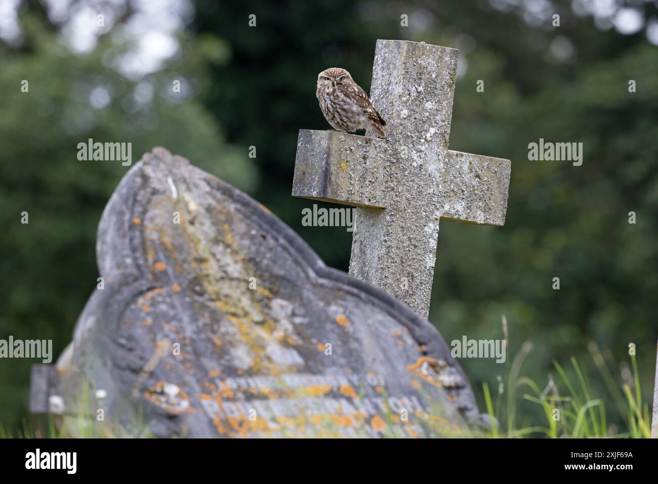 Little Owl (Athene noctua) arroccato su una lapide a croce Norfolk luglio 2024 Foto Stock