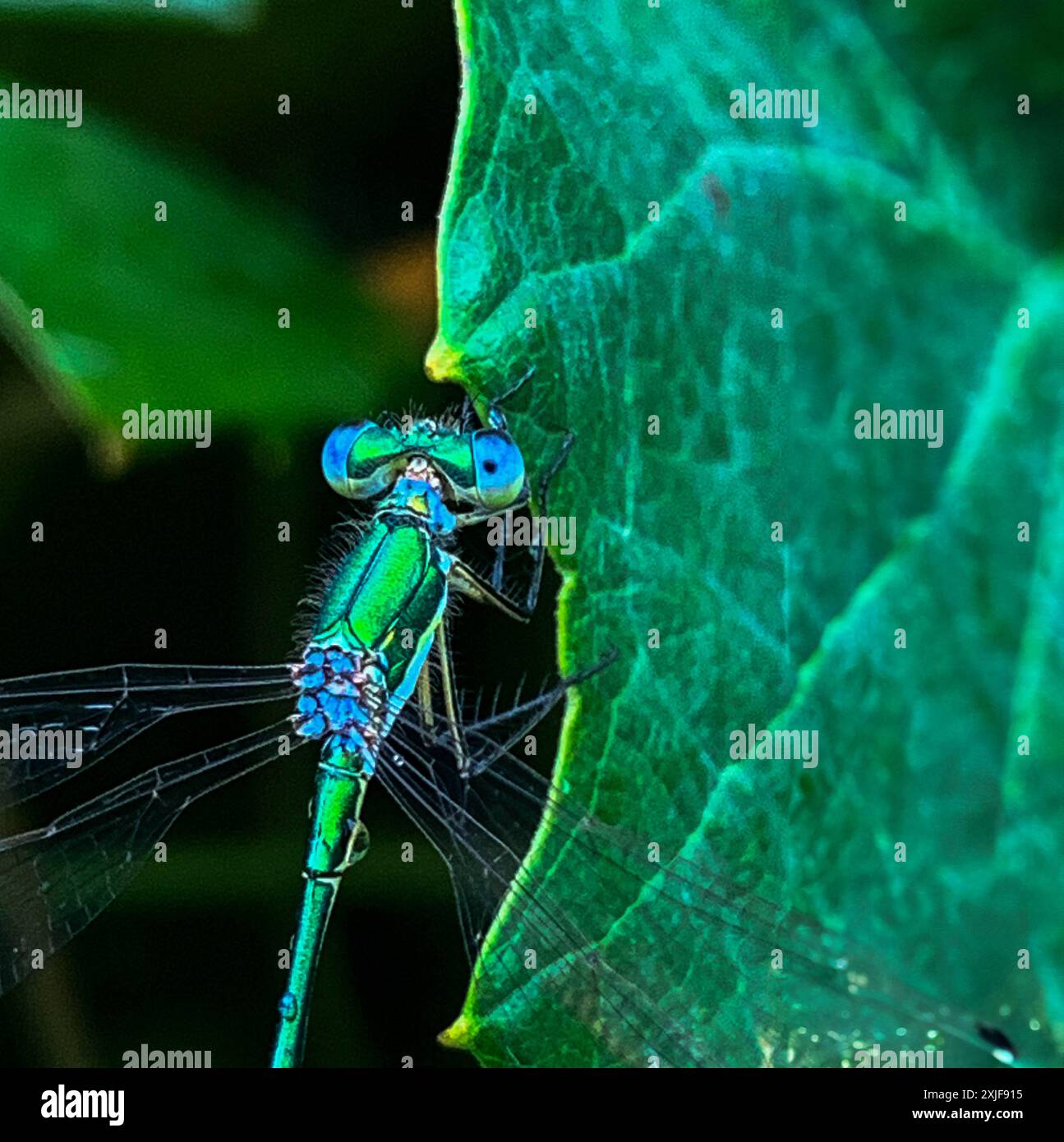 Foto macro di una brillante damigella verde arroccata su una foglia. dettagli intricati delle ali e del corpo dell'insetto sono evidenziati contro il lussureggiante bac verde Foto Stock
