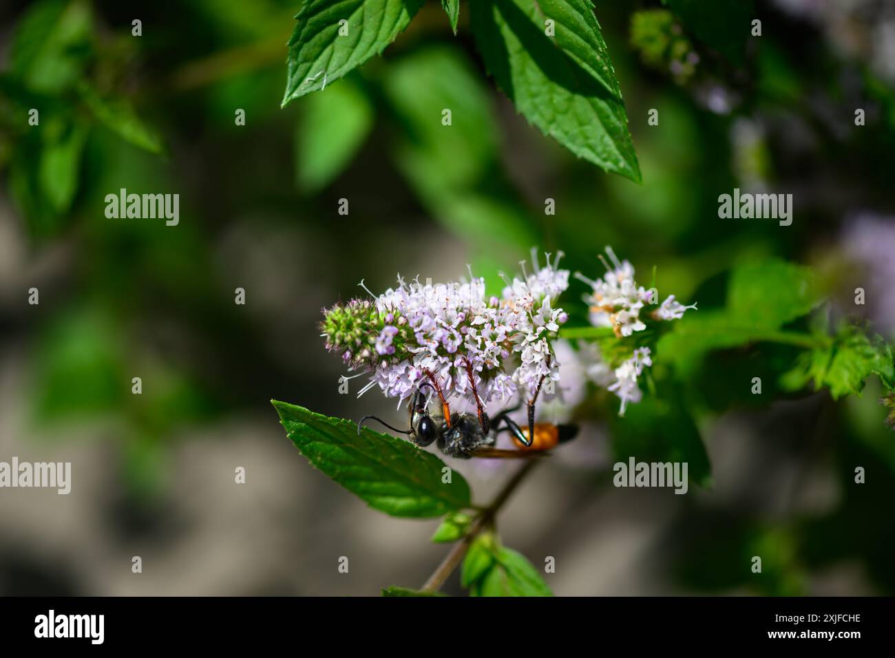 Grande vespa da scavo per sabbia dorata, macro shot Sphex ichneumoneus Foto Stock