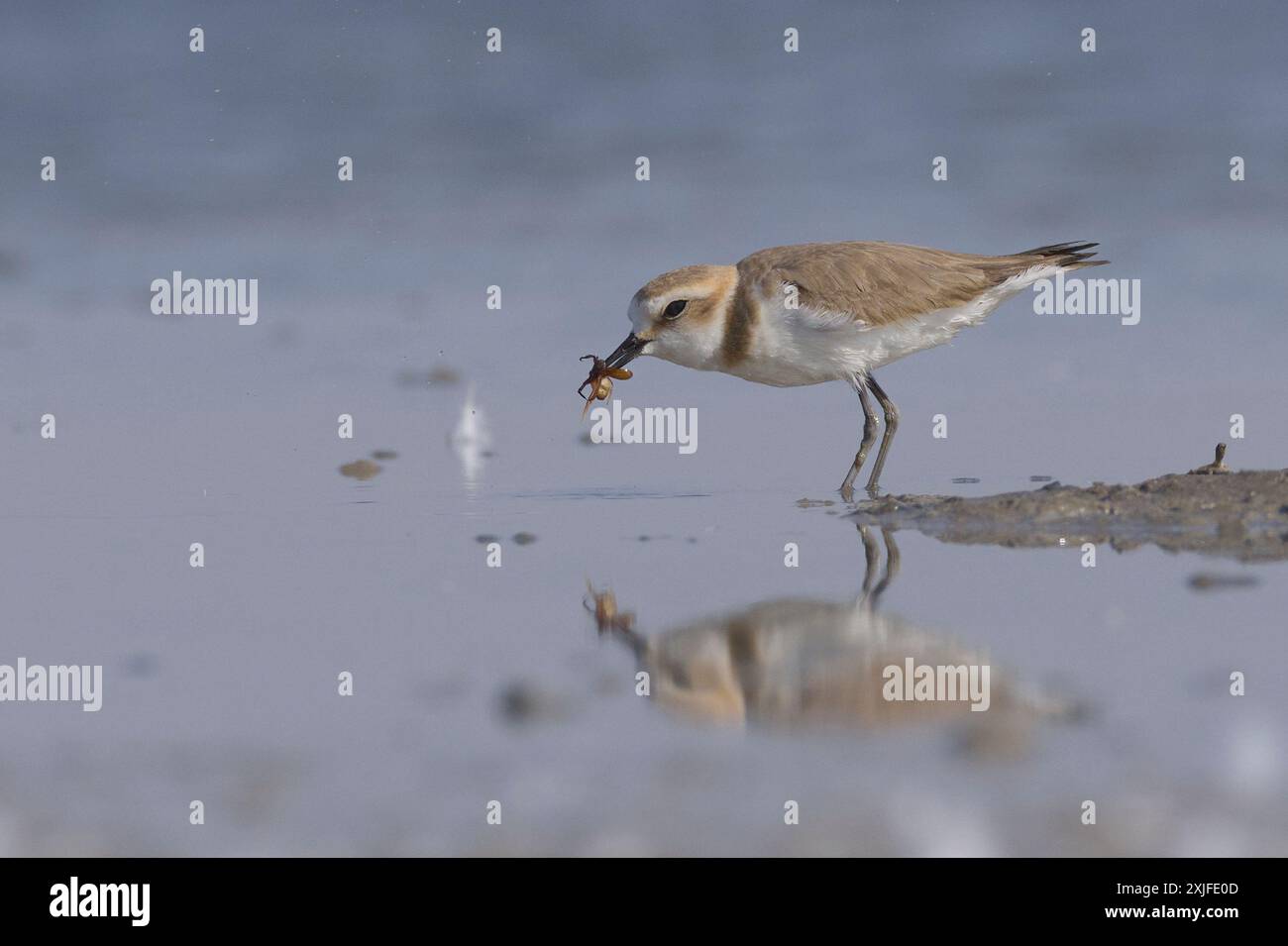 Amante dei Kentish (Anarhynchus alexandrinus) Foto Stock